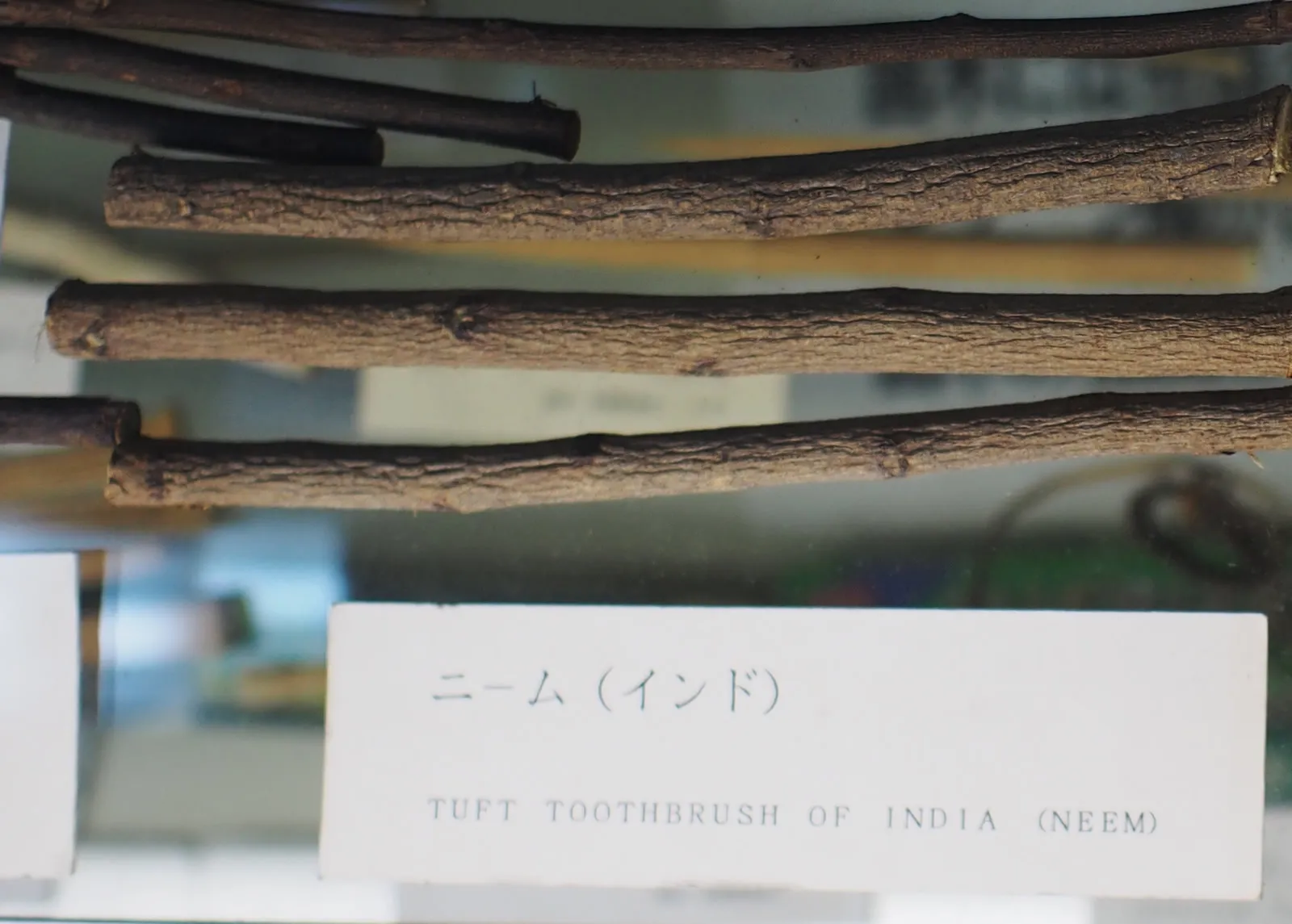 海外で使われる歯木